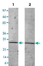 1 &mu;g/lane in 4-20% Tris-Glycine gel Stained with Coomassie Blue<br />Lane 1: non-reducing conditions<br />Lane 2: reducing conditions